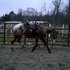 2004 ApHC mare, Halters/Rides, show points