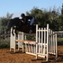 6yr old HANOVERIAN GELDING