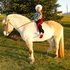 Bombproof Fjord Mare
