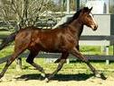 Absolutely stunning mare!!!
