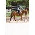 Five year old, 13.2 hand POA mare