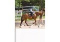 Five year old, 13.2 hand POA mare
