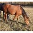 2 Yr Old High Rolling Roany/Impressive Mare