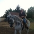 what a horse