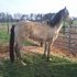 Big-moving buckskin!
