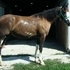 Flashy Gentle Mare