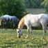 Nice Halter bred broodmare