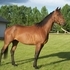 Edison, 4yr gelding(2009)