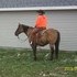 safe solid ranch horse 