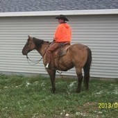 safe solid ranch horse 