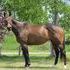 Super Hunter Prospect
