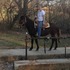 Quiet trail mule, will go anywhere, do anything!