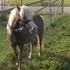 Georgous Division A AMHR Grey Mini mare!!