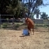 Sweet Gentle Mare