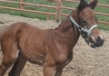 2012 Futurity colt