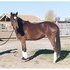 This lovely filly has a ton to offer anyone!