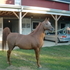 Elegant Versace Son Standing At Stud!