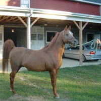 Elegant Versace Son Standing At Stud!