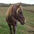 Great trail gelding