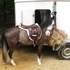 R2-D2 - Flashy  Small Welsh Pony Section A