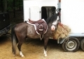 R2-D2 - Flashy  Small Welsh Pony Section A