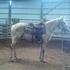 reg mft 2 year old started under saddle
