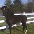 Beautiful Black Gelding