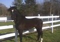 Beautiful Black Gelding
