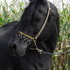 Black Arabian Stallion at stud