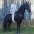 6yo Black TWH Gelding