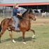 Fancy gelding for show or trail
