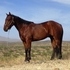 Good Looking 5YO Bay gelding VIDEO