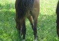 Reining, Starting undersaddle JAN. @  T. S. T.
