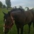 Riding Lessons available to beginner-intermediate