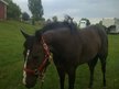 Riding Lessons available to beginner-intermediate