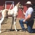 Tobiano DUN Foxtrotter Colt!!