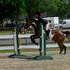 2005 Paint/QH English Hunter! Easy Going! Talented!
