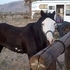 Black Double Blue Eye Paint Gelding