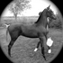 Big Bay Saddlebred Filly