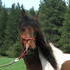 Pinto Paso Fino Mare