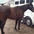 SAFE ALL AROUND LAID BACK SPEED GELDING MAKE OFFER