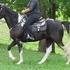 GORGEOUS TAIL DRAGS GROUND BLACK WHITE WALKER GELDING