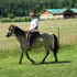 Buckskin Paso Fino Mare