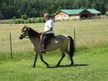 Buckskin Paso Fino Mare