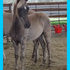 Gaited Silver Dapple Morgan Colt