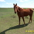 Kay Cee is a Beautiful Un Registerd Saddlebred Mare***