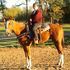 4 Yr Old Double Registered AQHA/APHA Barrel Prospect