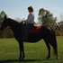 Experienced Trail Horse 
