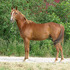 Athletic gelding outstanding conformation