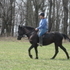 Solid black dressage/jumper mare